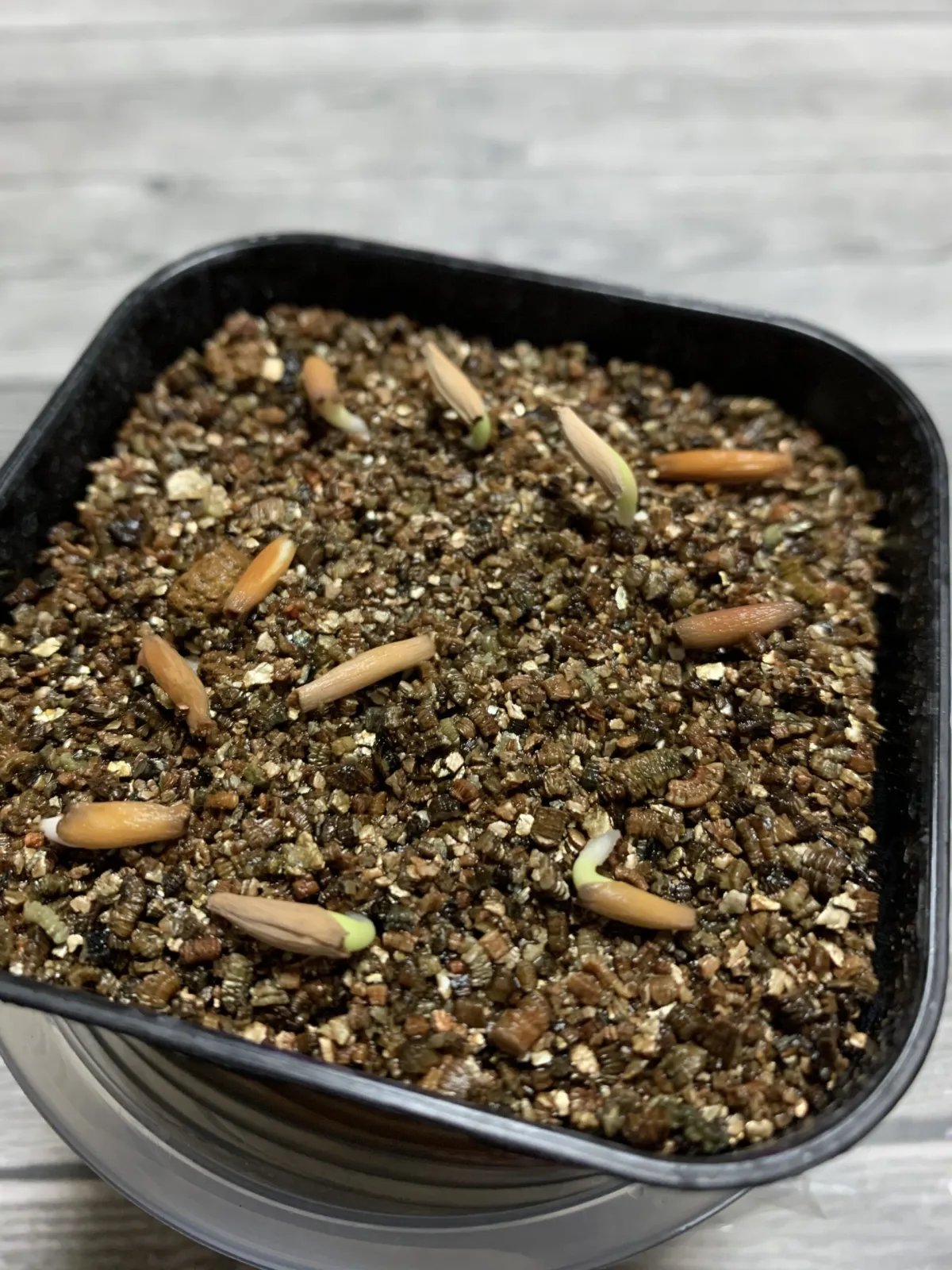 Adenium obesum (アデニウム オベスム)