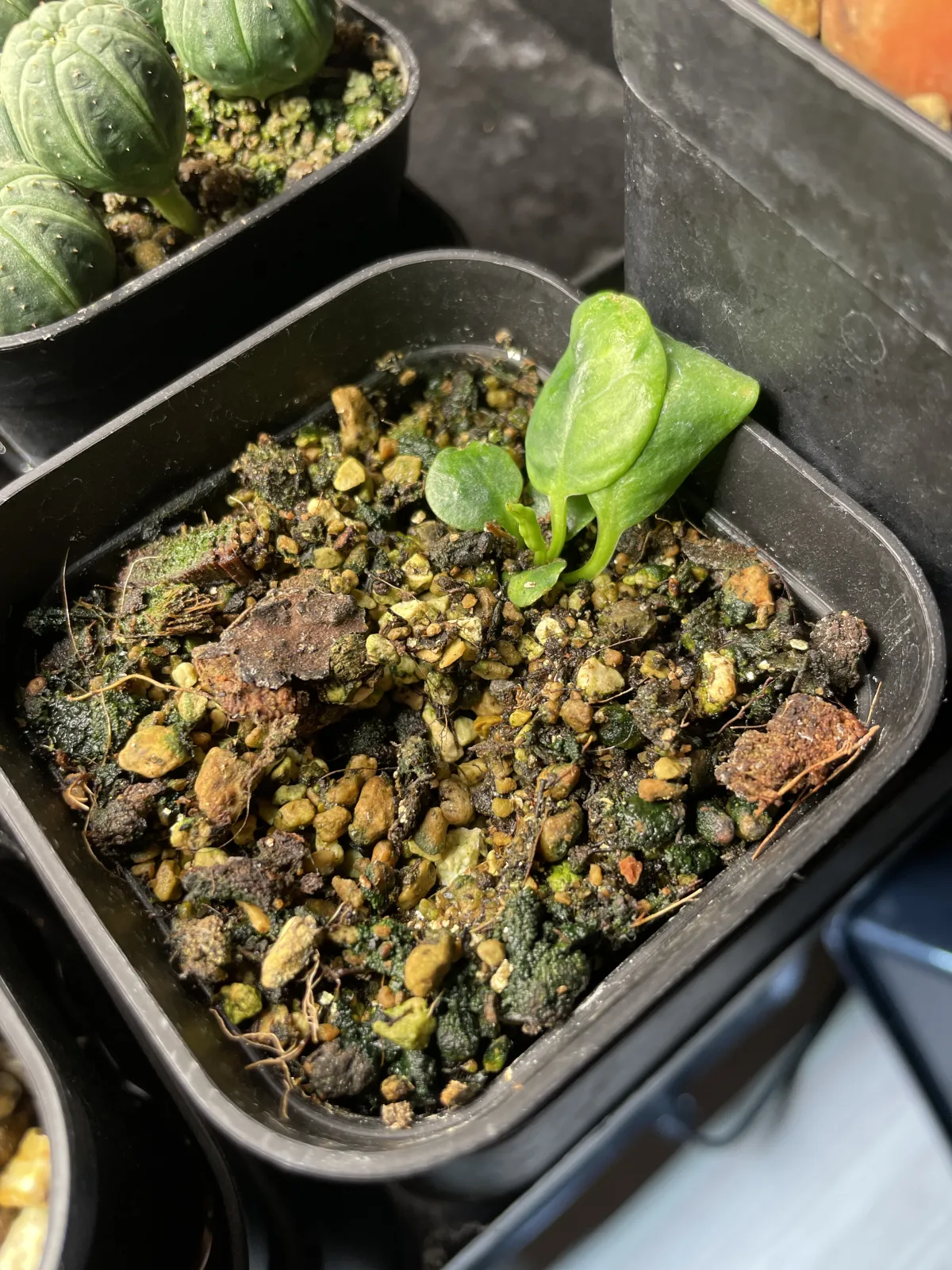 Euphorbia primulifolia var. primulifolia (ユーフォルビア プリムリフォリア)