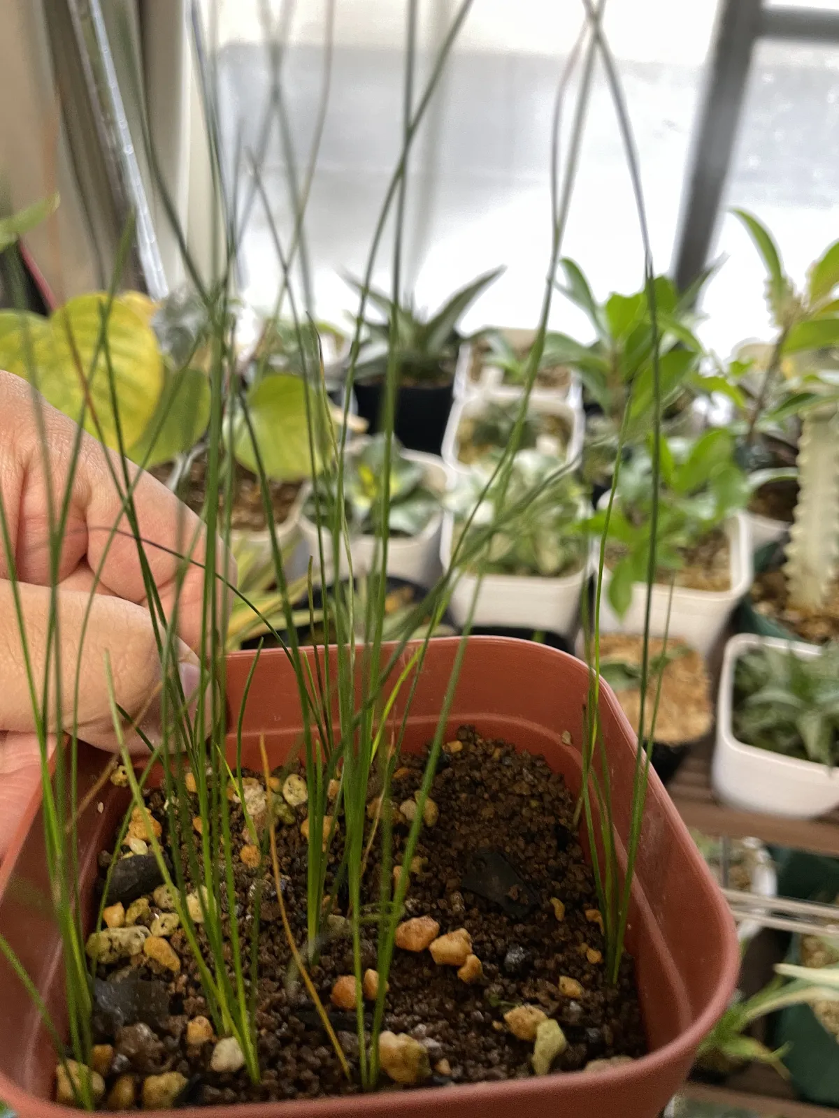 Xanthorrhoea brunonis subsp. brunonis (ザントロエア ブルーノニス)