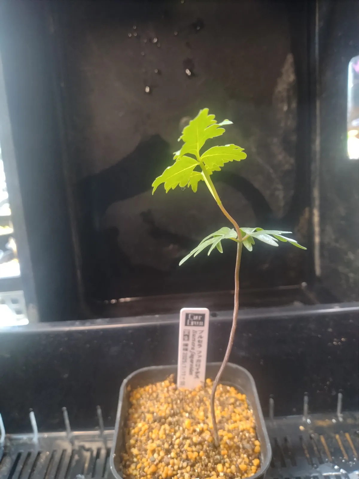 Bursera fagaroides (ブルセラ ファガロイデス)