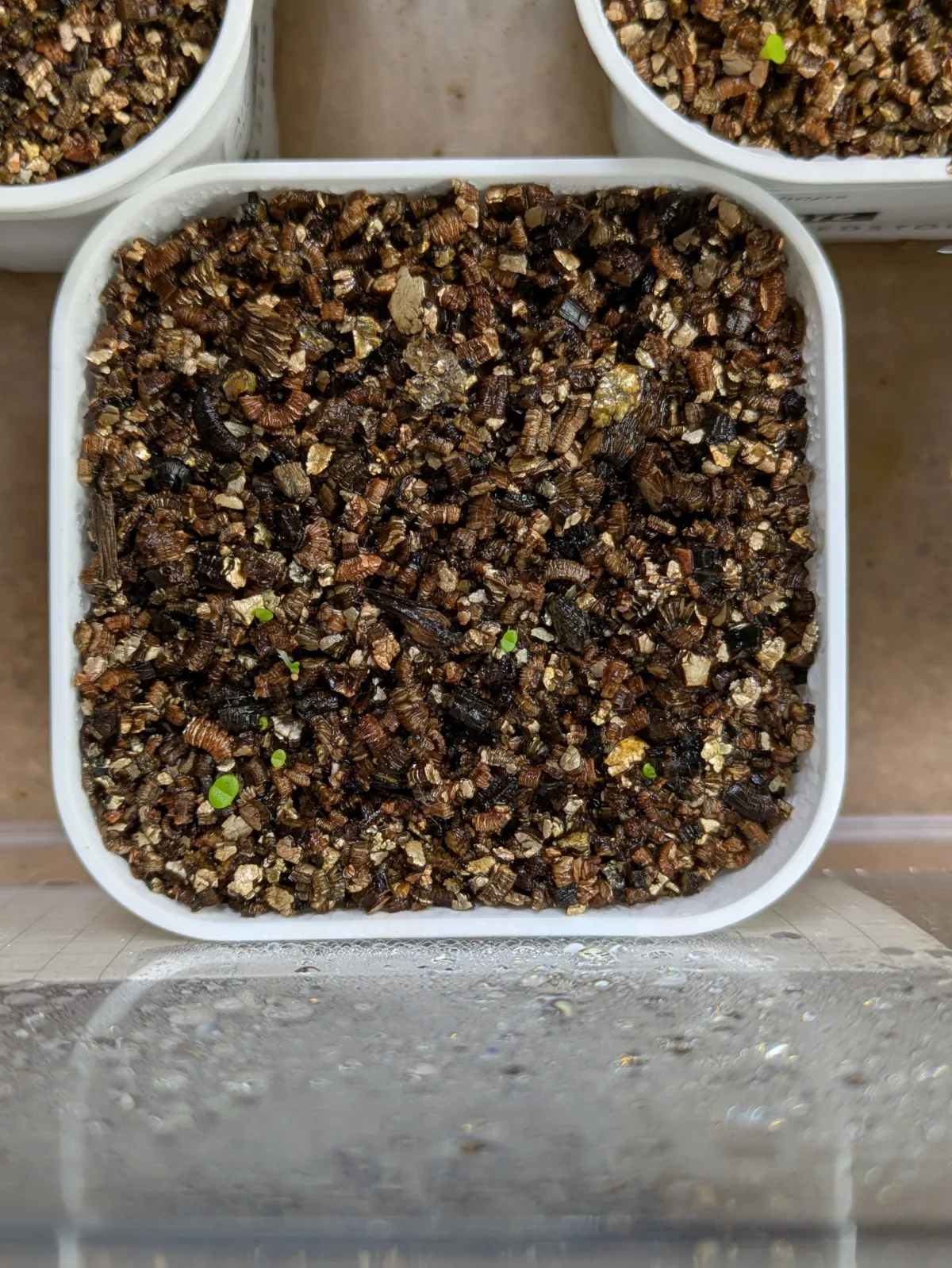 Aloinopsis schooneesii (アロイノプシス スクーネーシー)