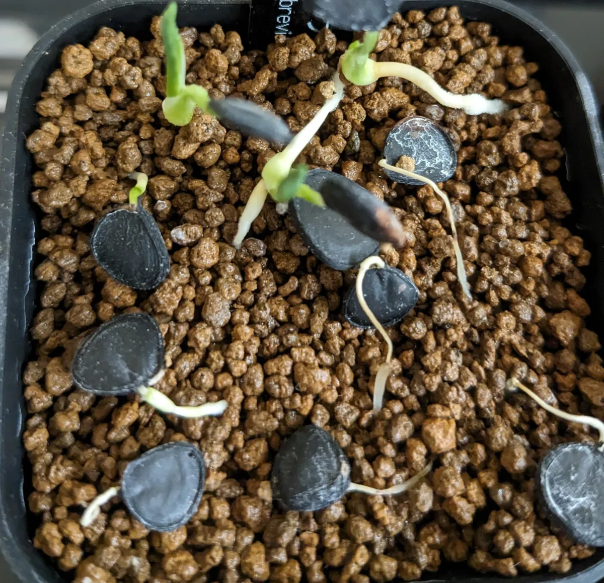 Yucca brevifolia var. jaegeriana (ユッカ ブレビフォリア イエーガリアナ)