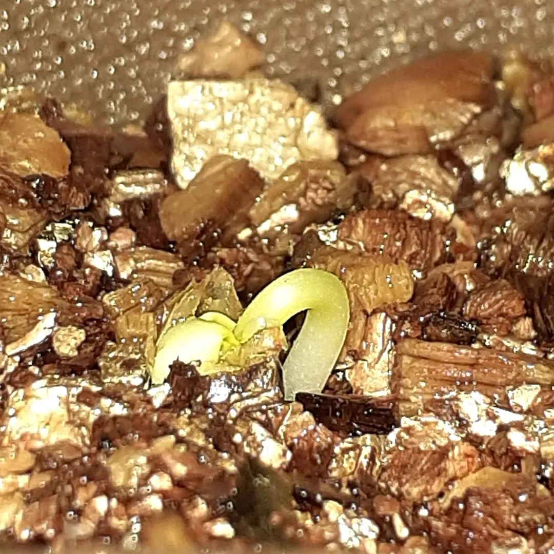 Bursera fagaroides (ブルセラ ファガロイデス)