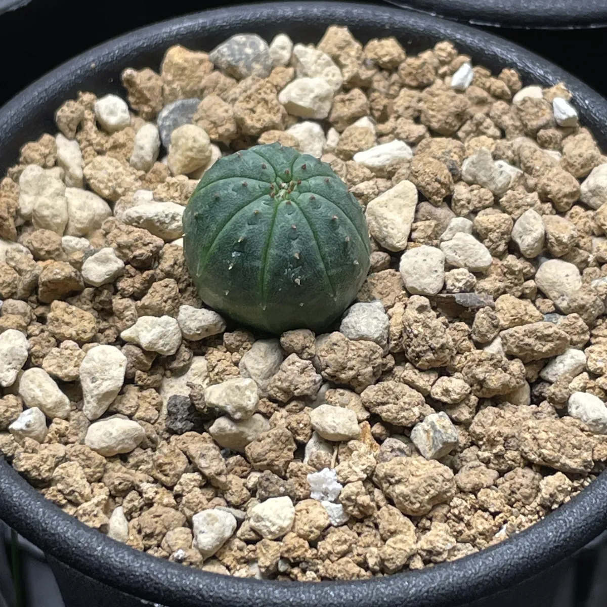 Euphorbia obesa subsp. obesa (ユーフォルビア オベサ)