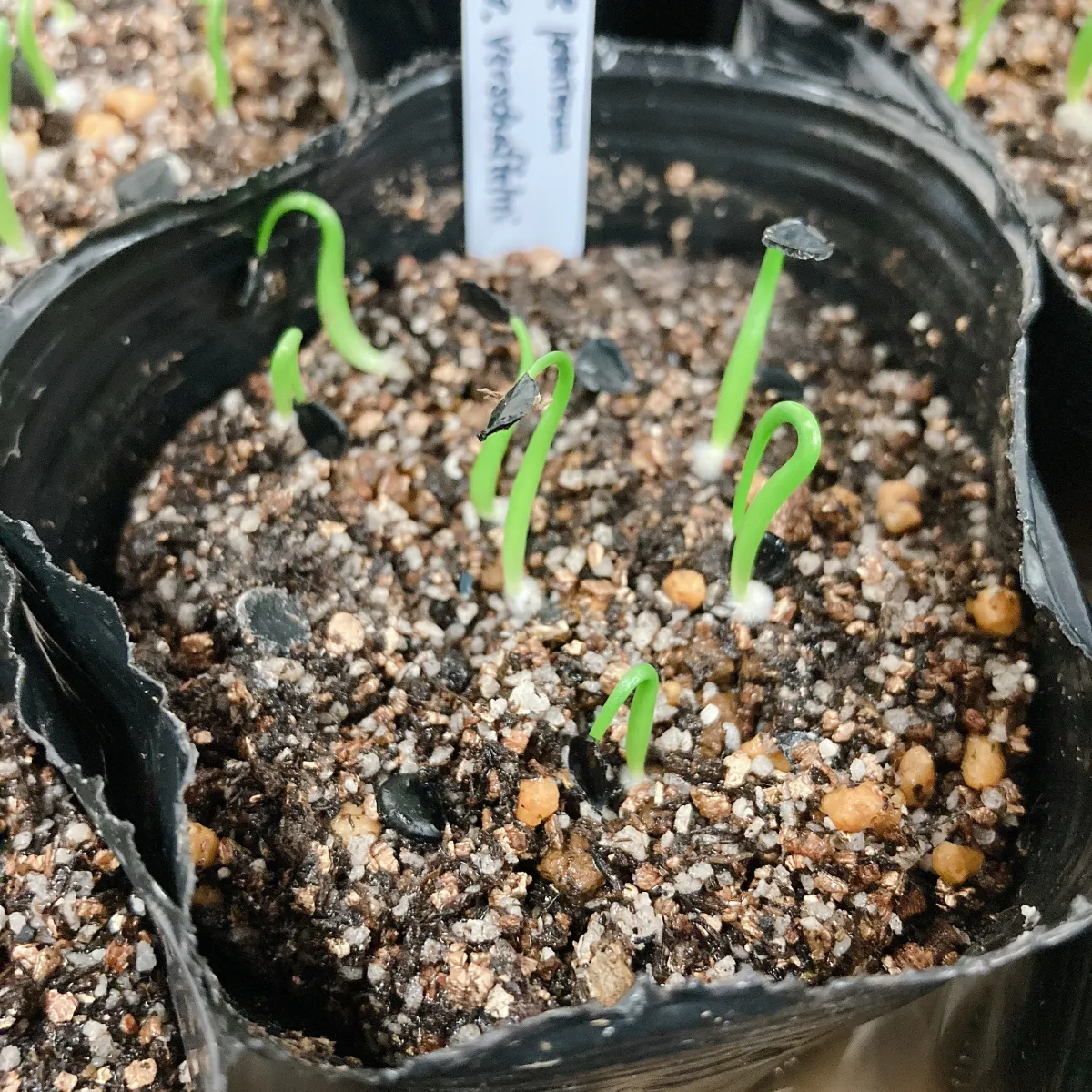 Agave potatorum 'verschaffeltii' (アガベ ベルシャフェルティ)