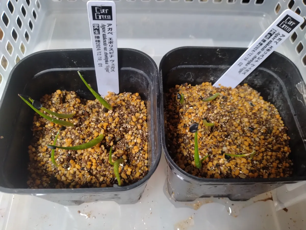 Agave utahensis var. eborispina 'Vegas' (アガベ エボリスピナ ヴェガス)