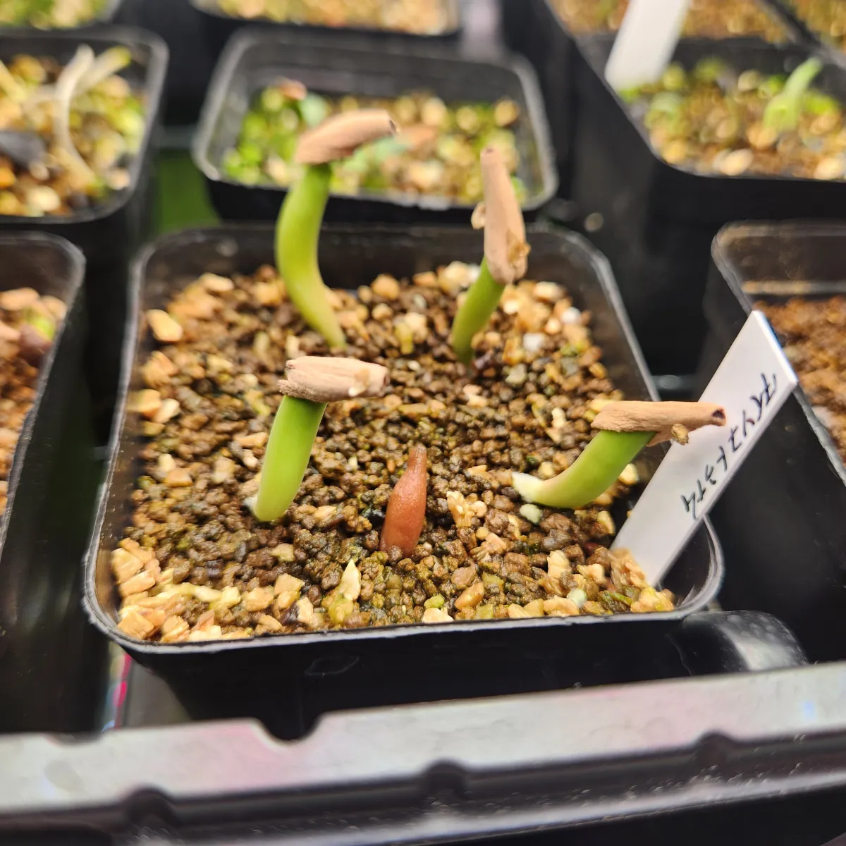 Adenium obesum thai (アデニウム タイ ソコトラナム)