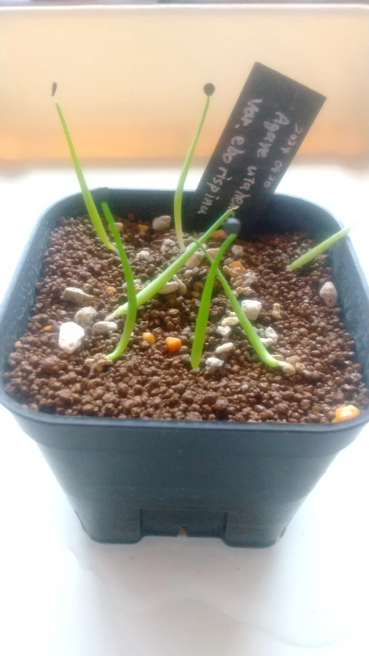 Agave utahensis var. eborispina (アガベ エボリスピナ)