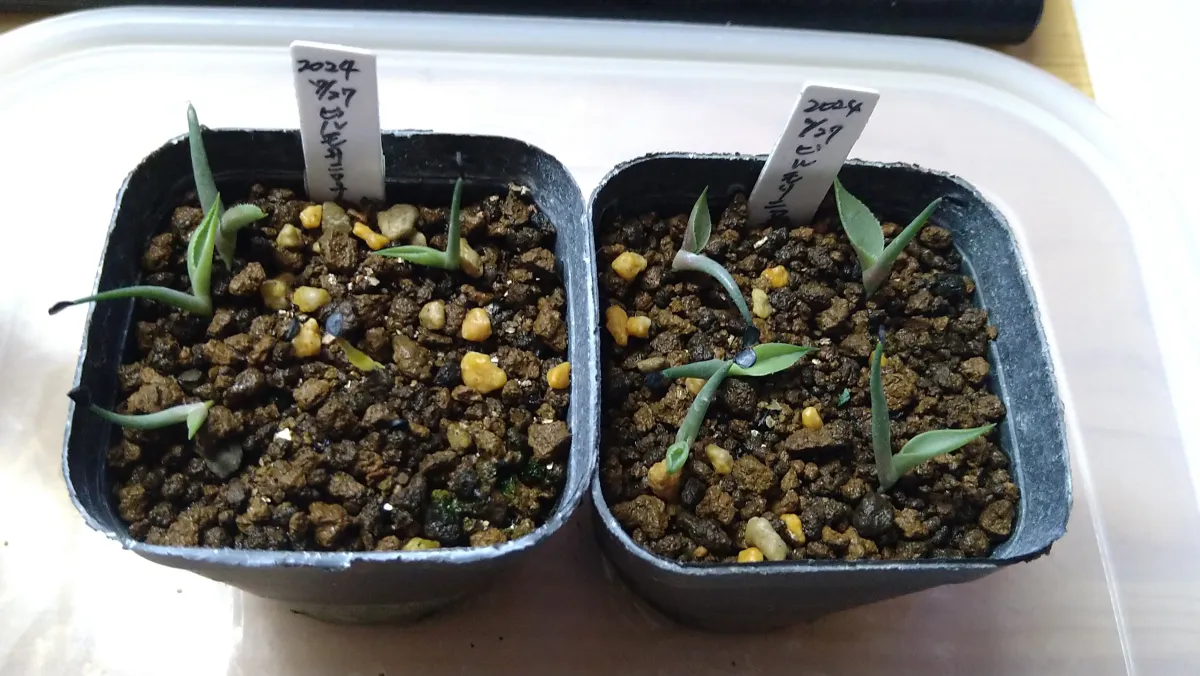 Agave vilmoriniana (アガベ ビルモリニアナ)