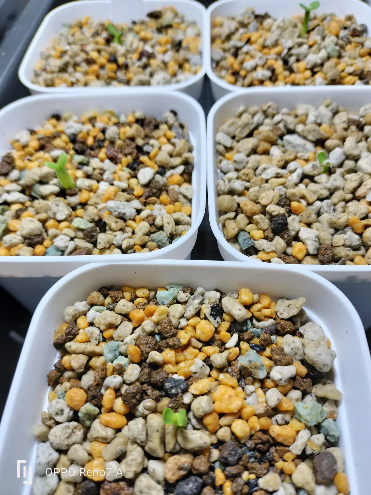 Euphorbia horrida var. norveldensis (ユーフォルビア ホリダ ノーベルデンシス)