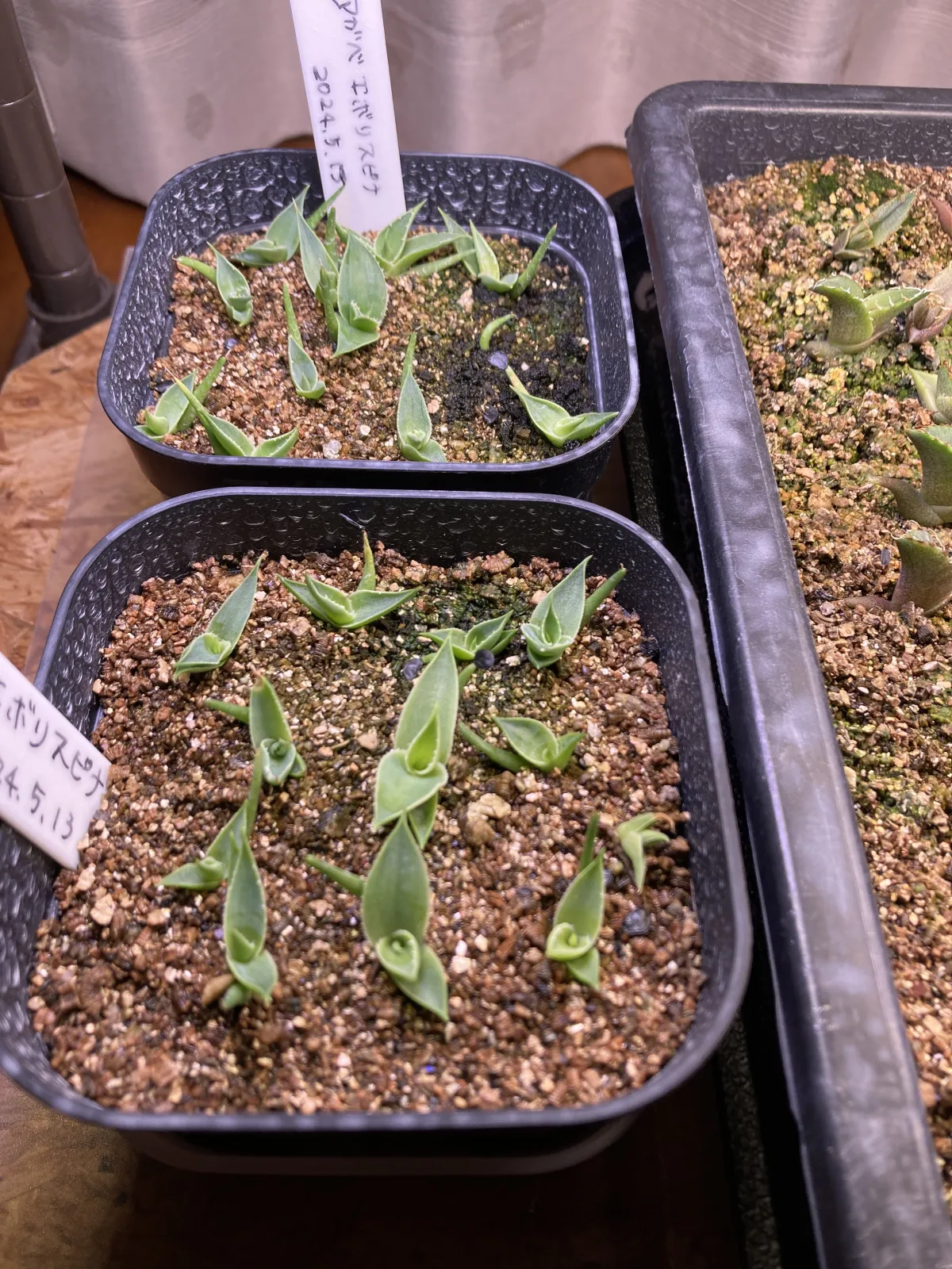 Agave utahensis var. eborispina 'Hayford' (アガベ エボリスピナ ヘイフォード)