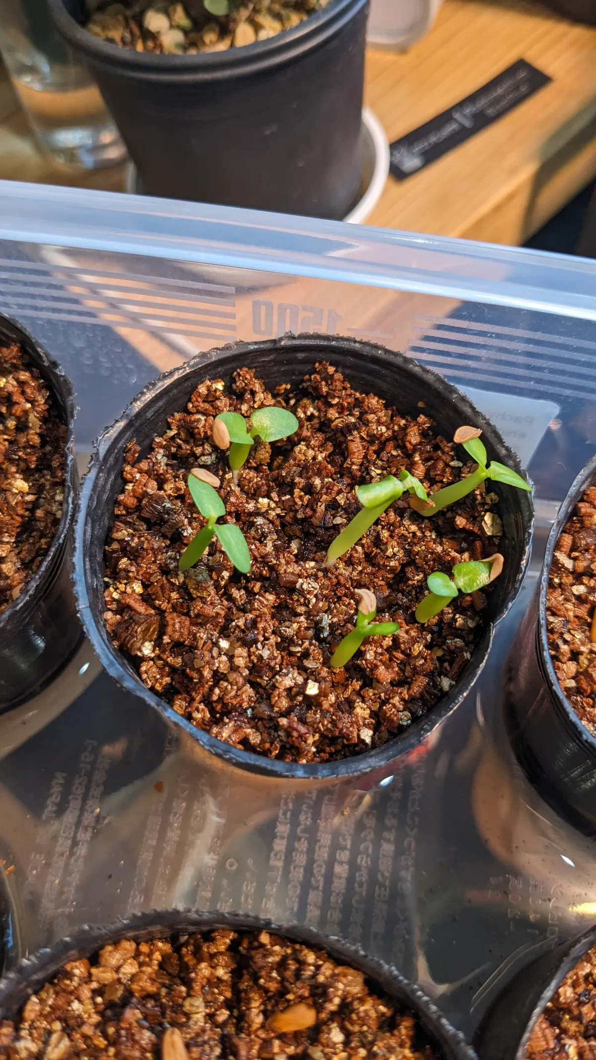 Pachypodium enigmaticum (パキポディウム エニグマチカム)