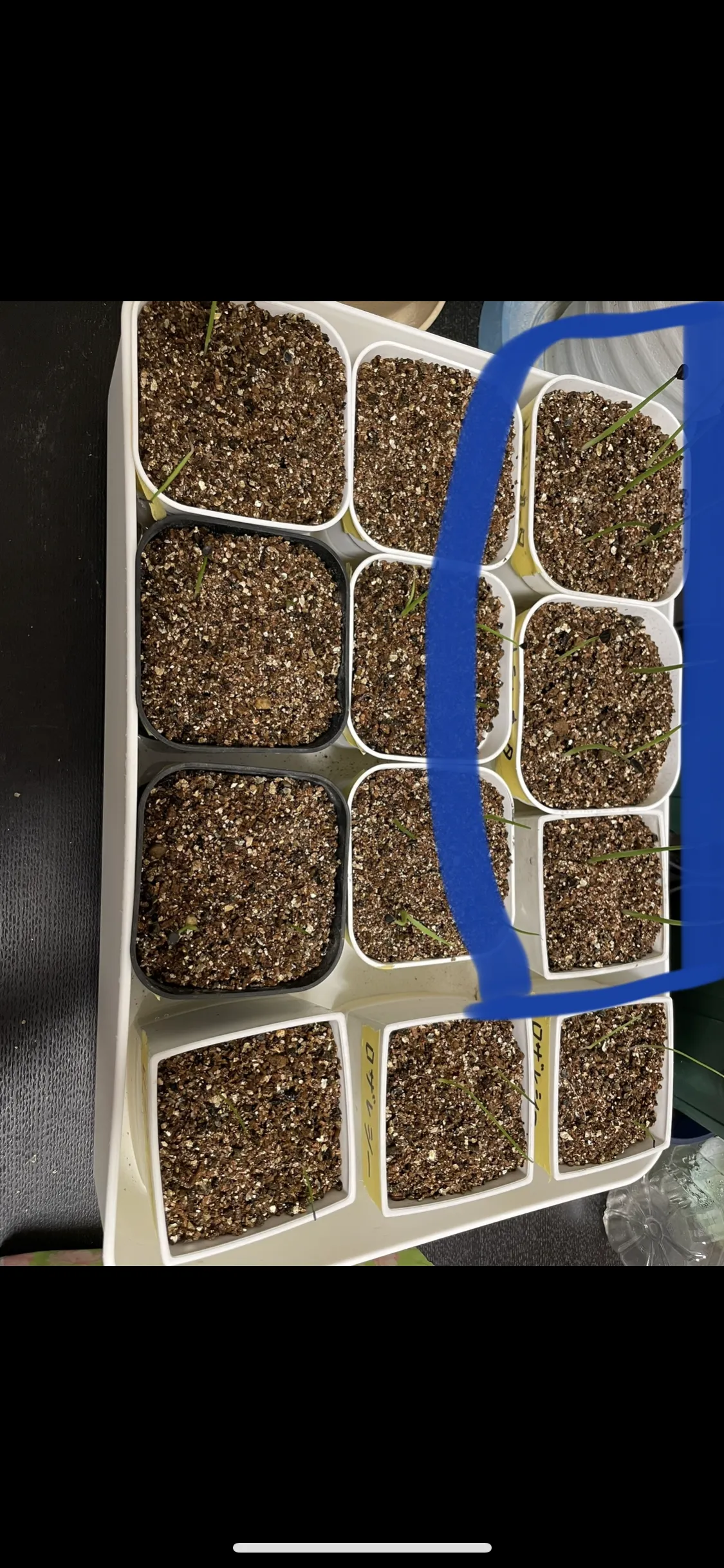 Agave parryi var. truncata (アガベ パリー トランカータ)