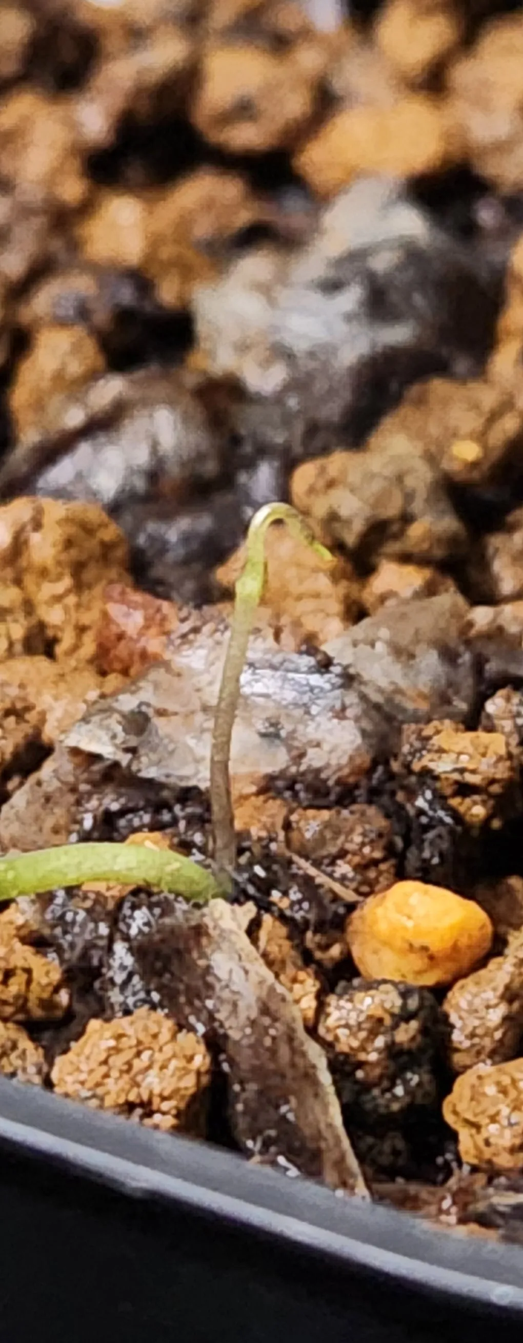 [チャレンジ種子] 亀甲竜 Dioscorea elephantipes ディオスコレア エレファンティペス 未発芽ロット