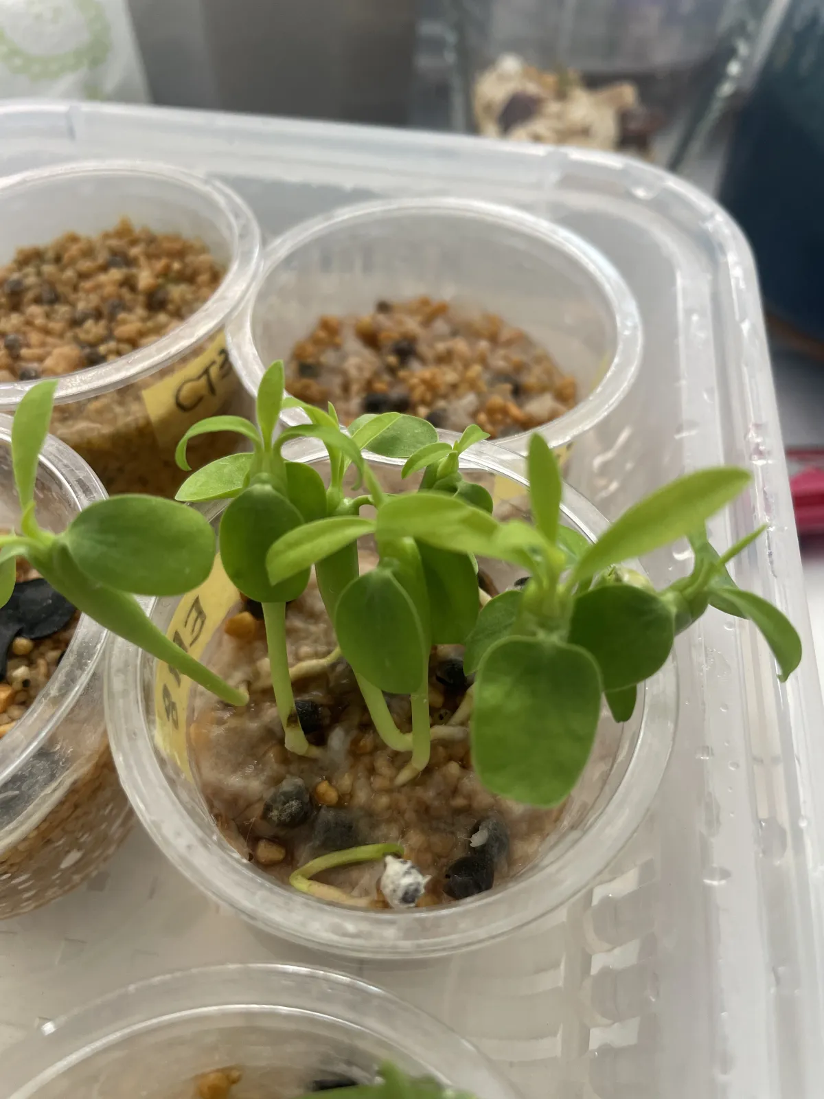 Euphorbia clava (ユーフォルビア クラバ)