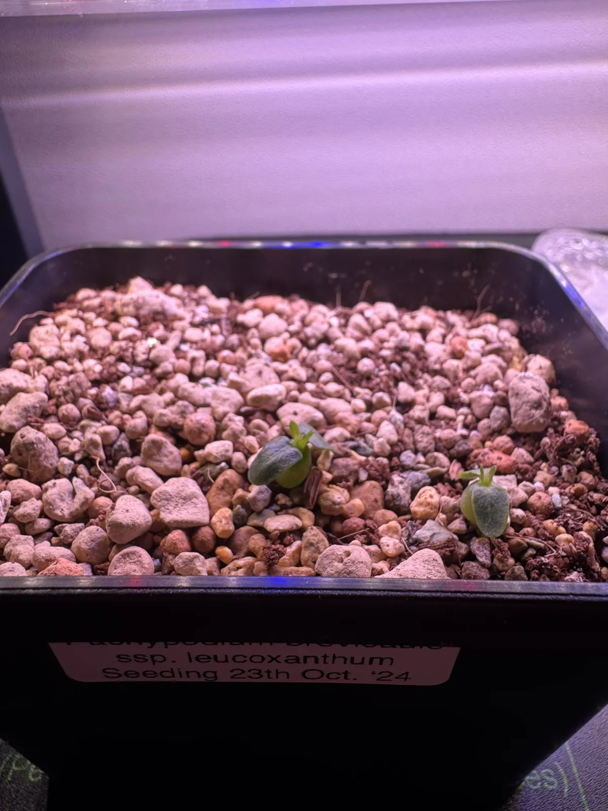 Pachypodium brevicaule subsp. leucoxanthum (パキポディウム レウコキサンツム)