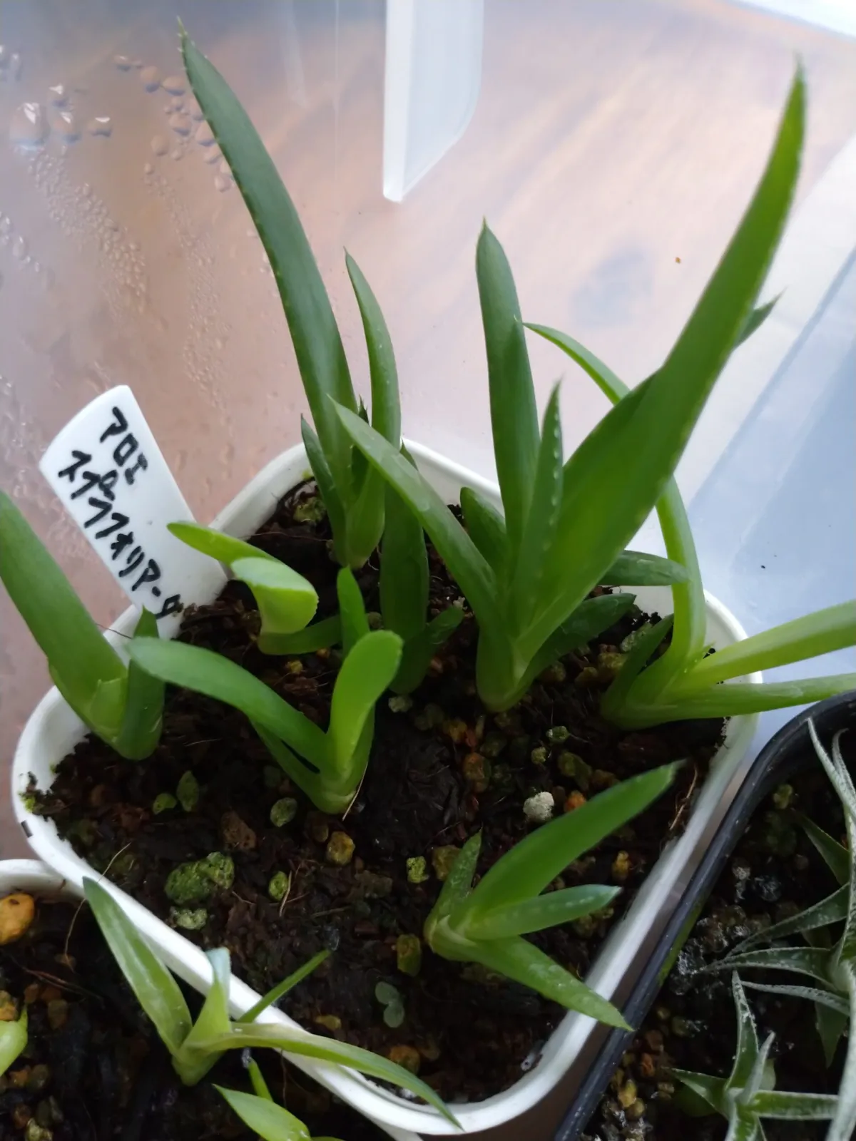 Aloe suprafoliata (アロエ スプラフォリアータ)