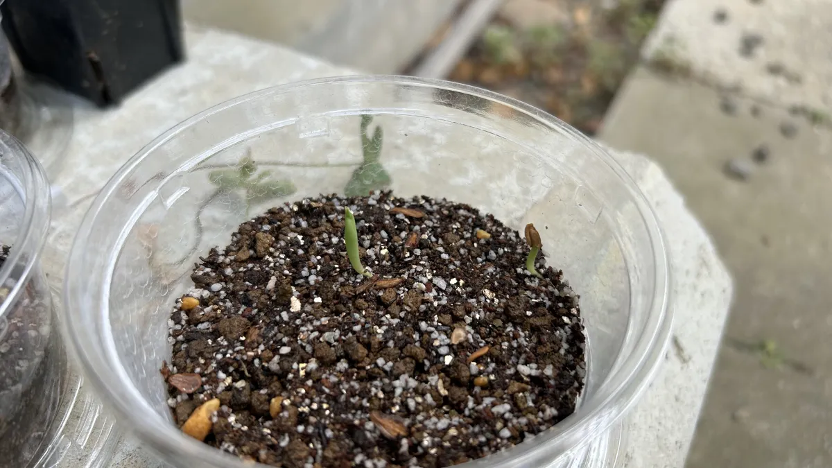 Stapelia leendertziae (スタペリア リーンデルジアエ)