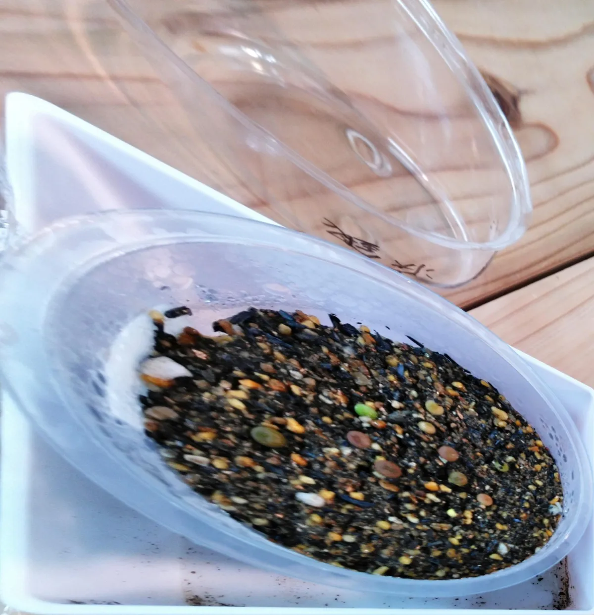 Lophophora fricii (ロフォフォラ 疣銀冠玉)