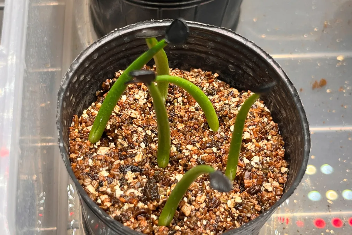 Agave parryi x flexispina (アガベ パリー x フレキシスピナ)