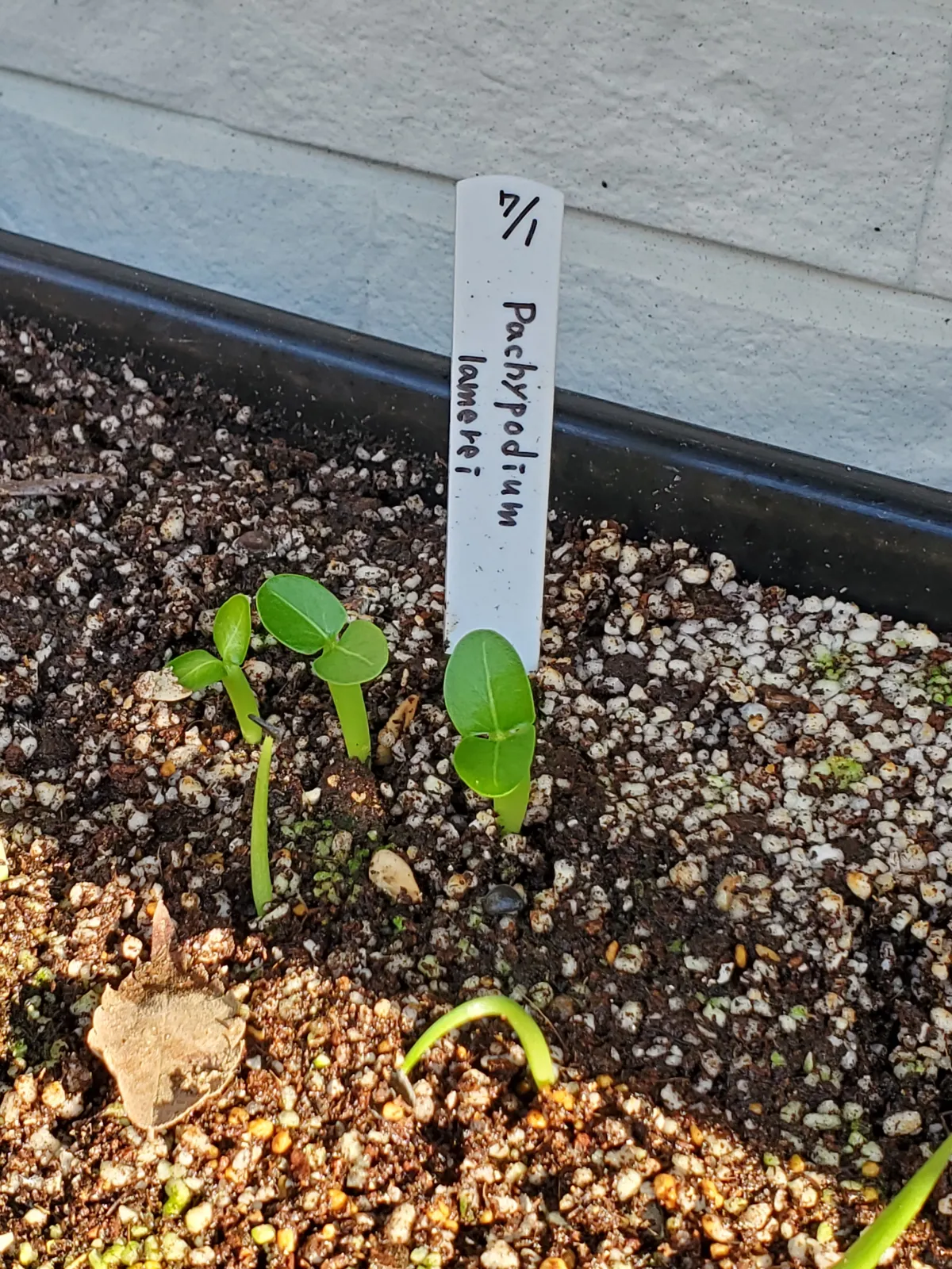 Pachypodium lamerei (パキポディウム ラメレイ 夢叶棒)