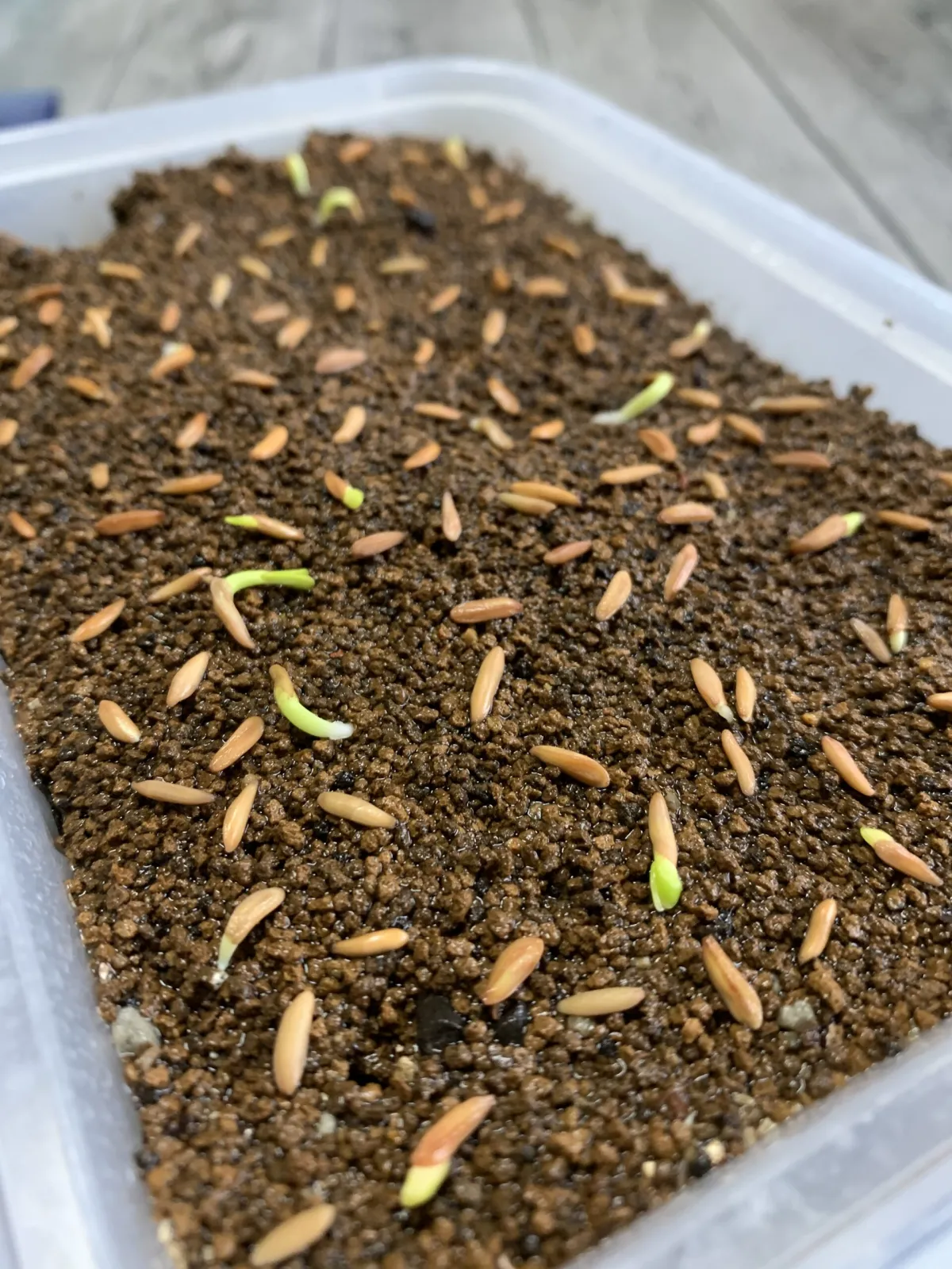 Pachypodium rosulatum ssp. cactipes (パキポディウム カクチペス)