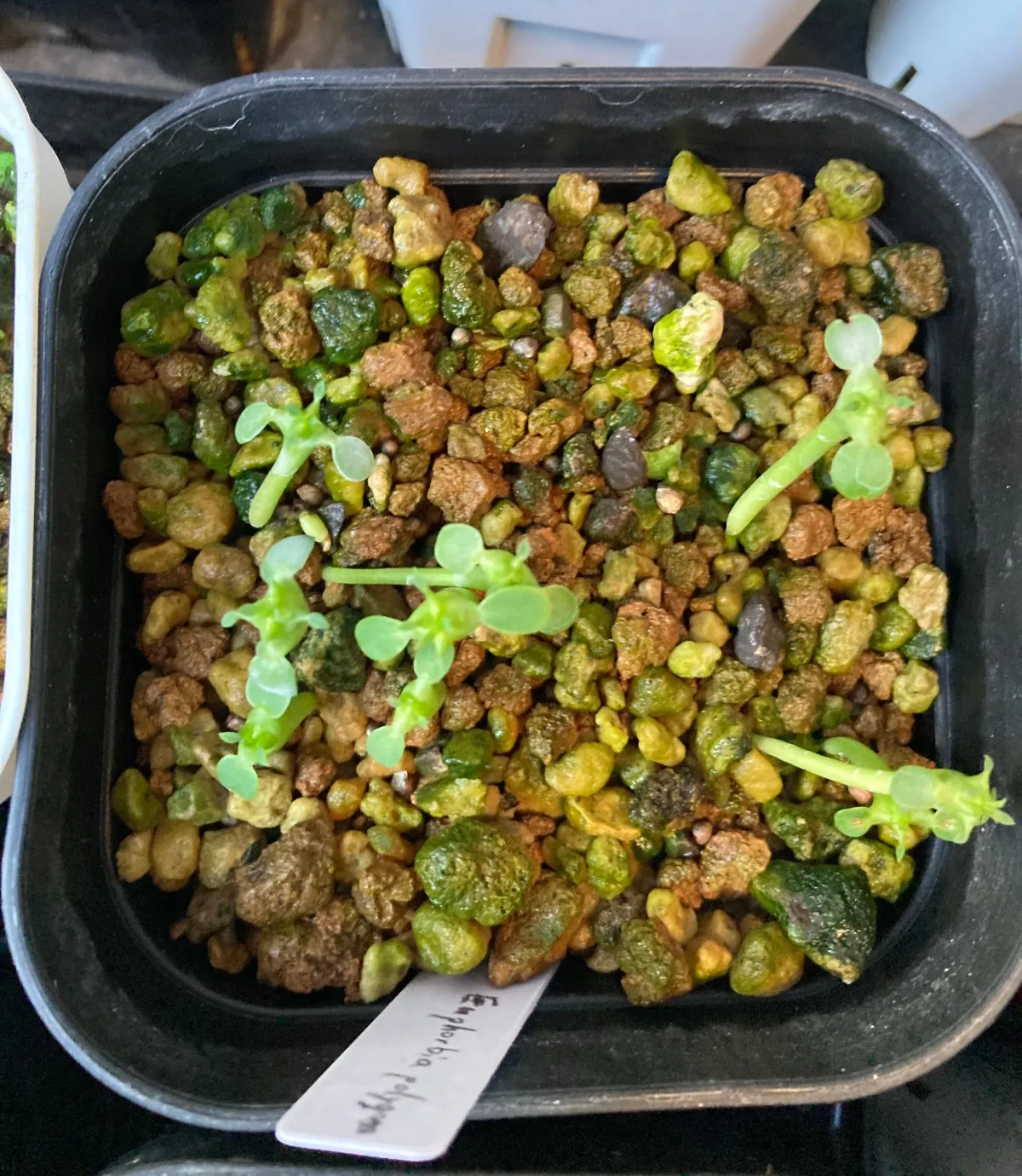 Euphorbia polygona (ユーフォルビア ポリゴナ)