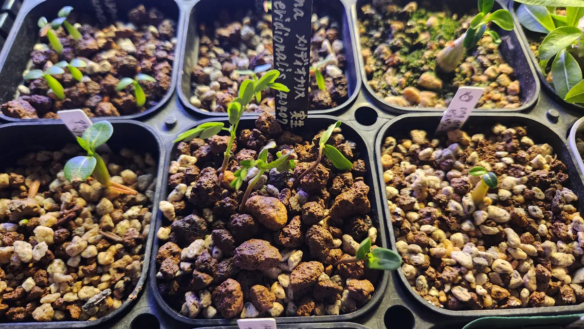 Senna meridionalis (センナ メリディオナリス)