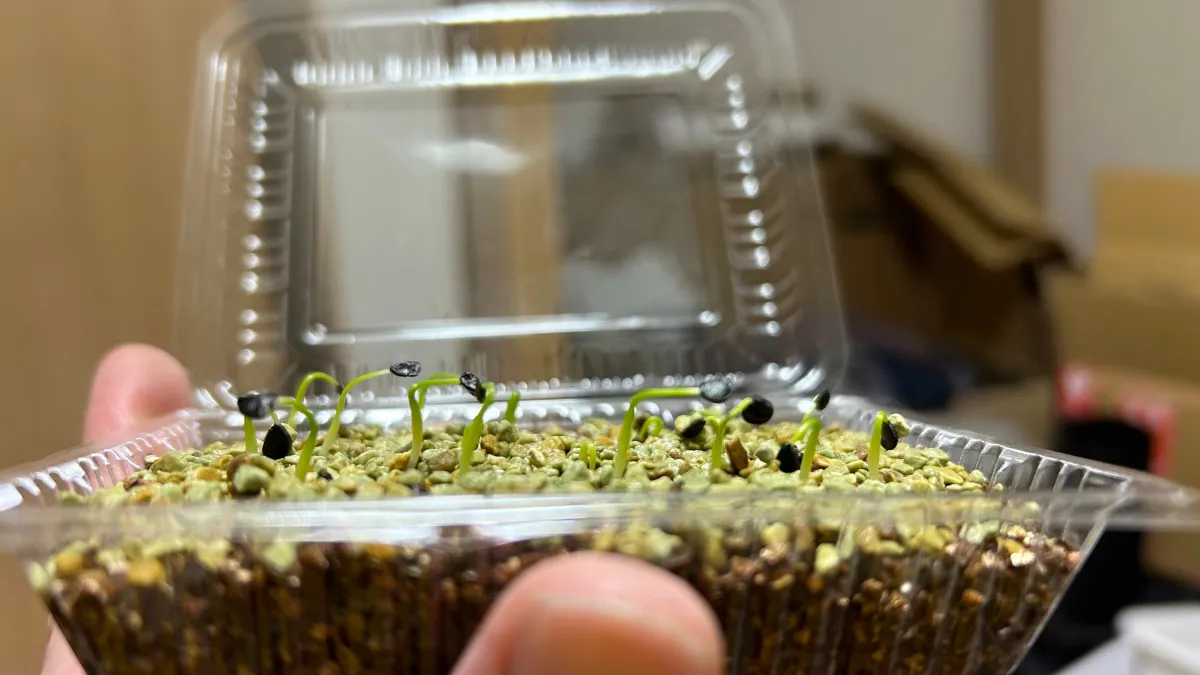 Agave utahensis var. eborispina 'Hayford' (アガベ エボリスピナ ヘイフォード)