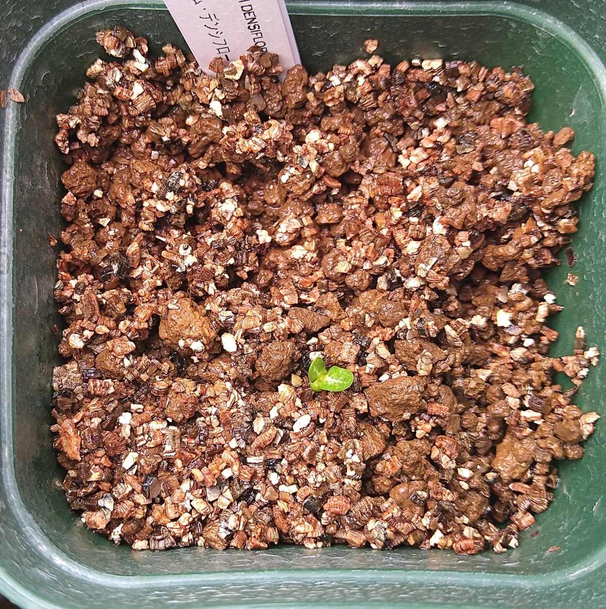 Pachypodium densiflorum var. densiflorum (パキポディウム デンシフローラム)