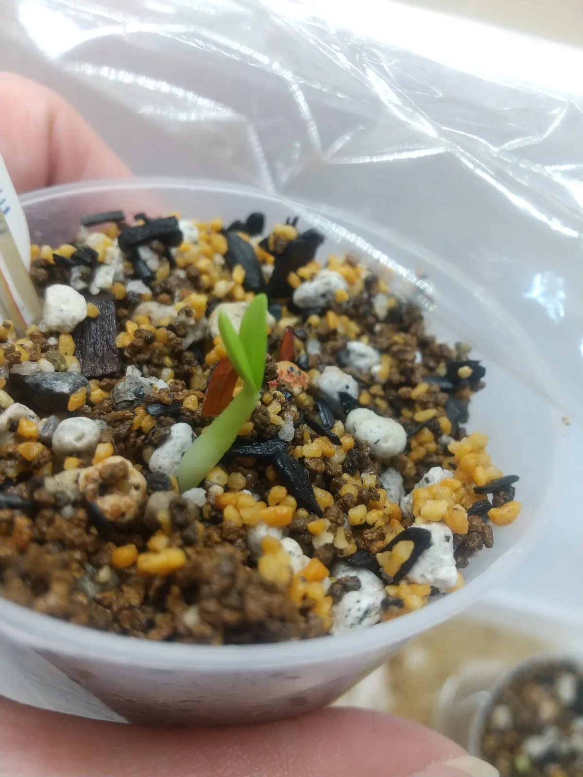 Pachypodium rosulatum var. gracilius (パキポディウム グラキリス)