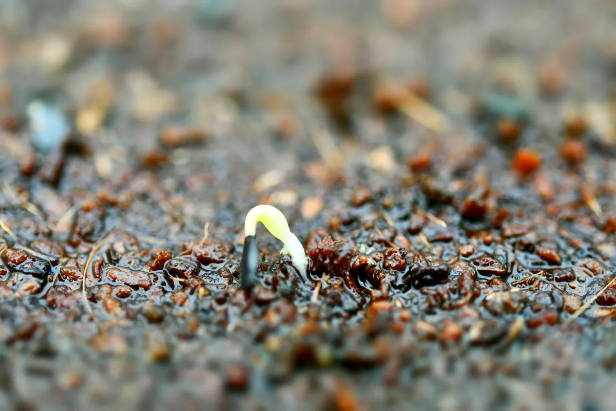 Agave titanota (アガベ チタノタ ドワーフ)