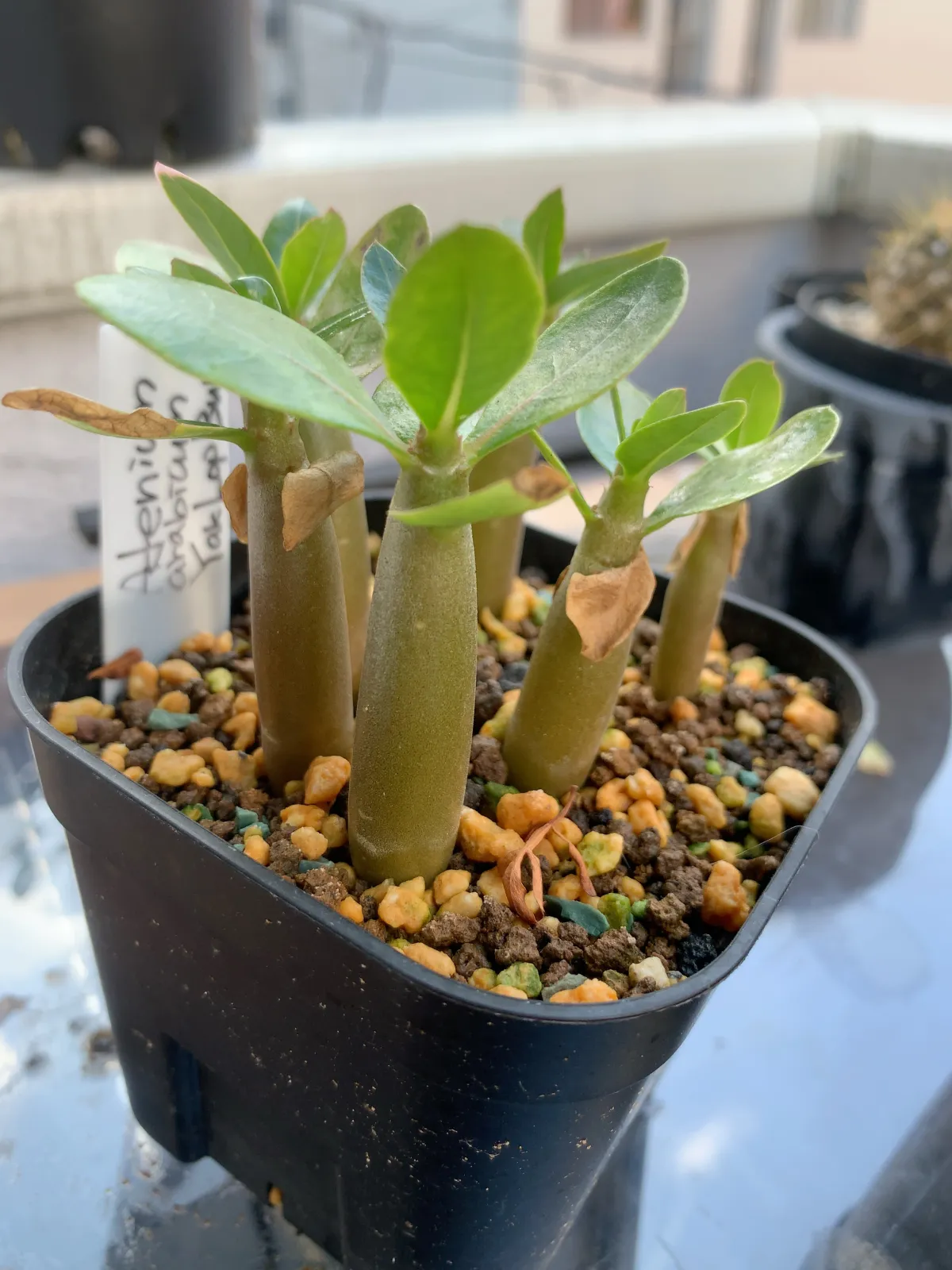 Adenium arabicum (アデニウム アラビカム)