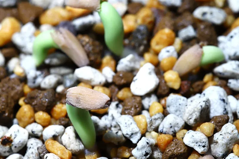 Adenium arabicum Gojji Eyala (アデニウム アラビカムゴッジ イヤラ)