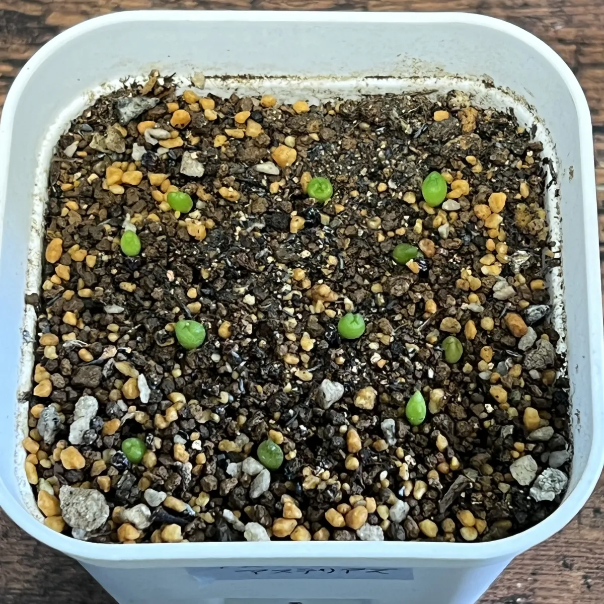 Astrophytum asterias (アストロフィツム アステリアス 兜)