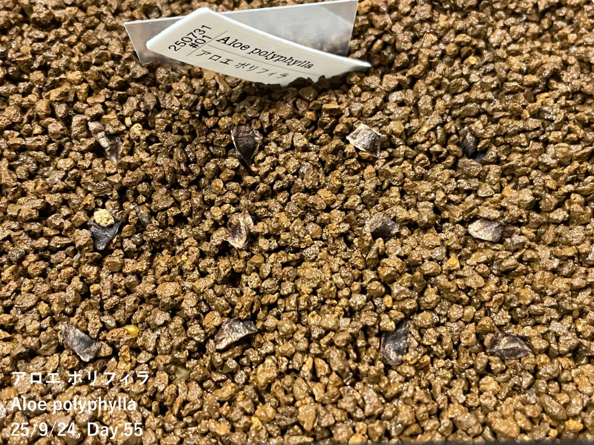 Aloe polyphylla (アロエ ポリフィラ)