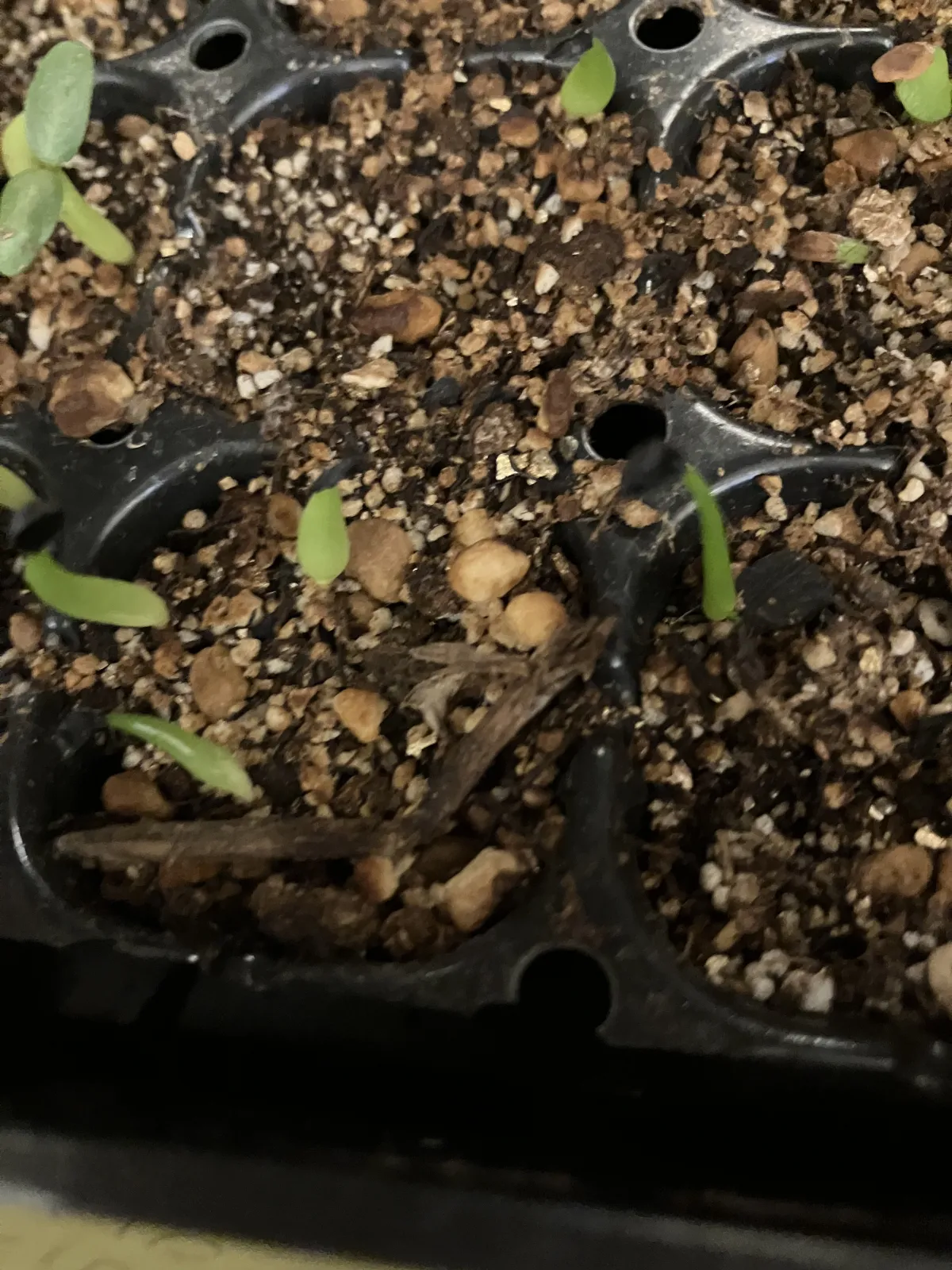 Agave oteroi (アガベ オテロイ)