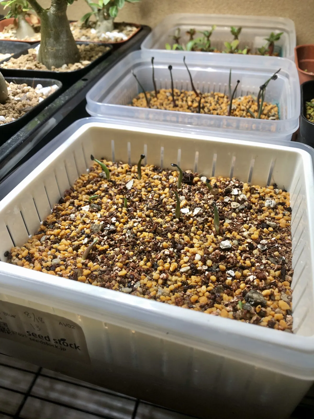 Agave titanota 'Blue' (アガベ チタノタブルー)