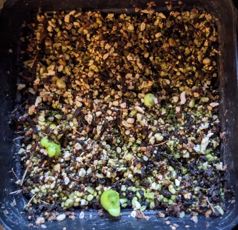 Euphorbia stellata (ユーフォルビア ステラータ 飛竜)