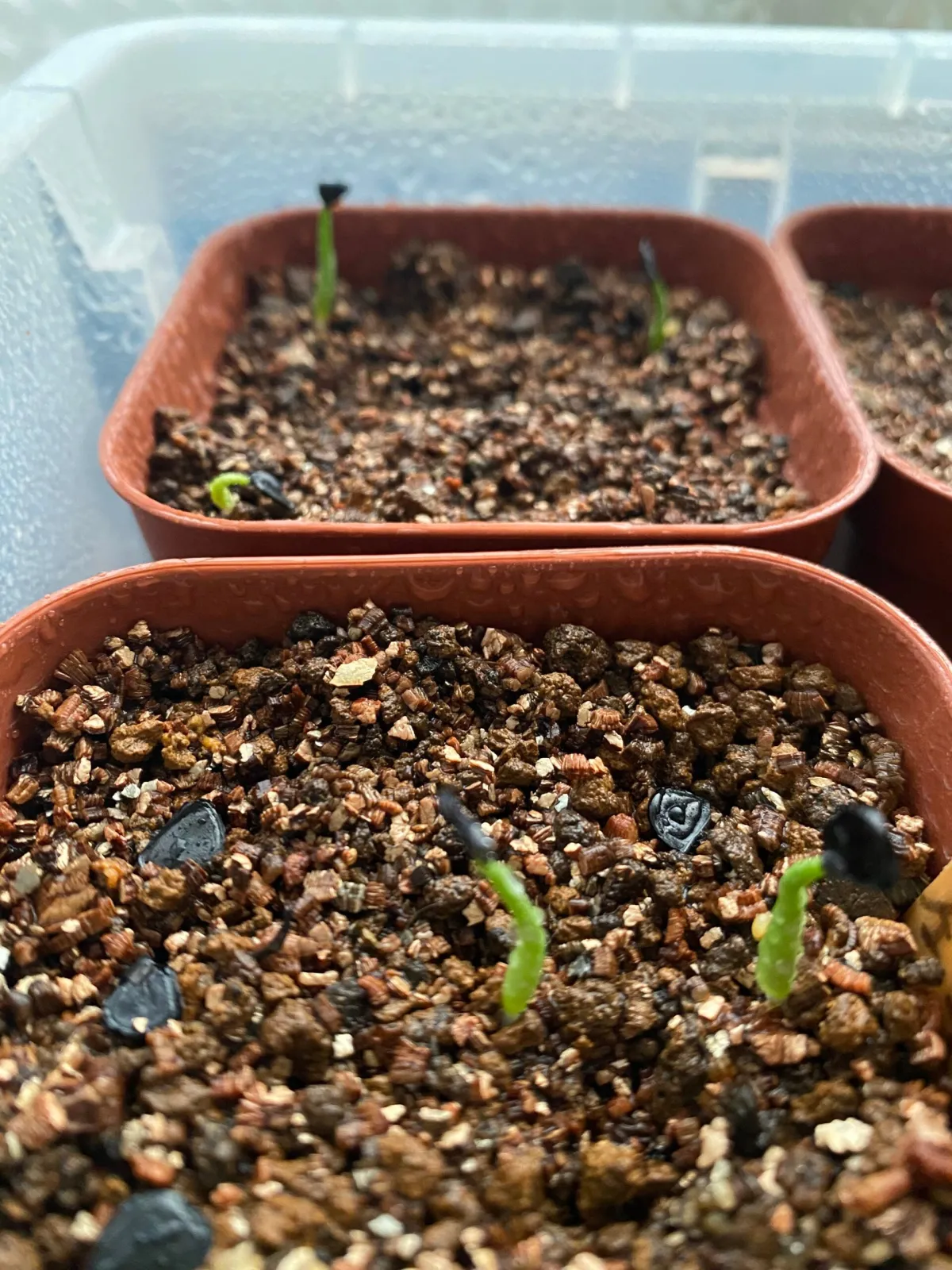 Agave potatorum 'verschaffeltii' (アガベ ベルシャフェルティ)