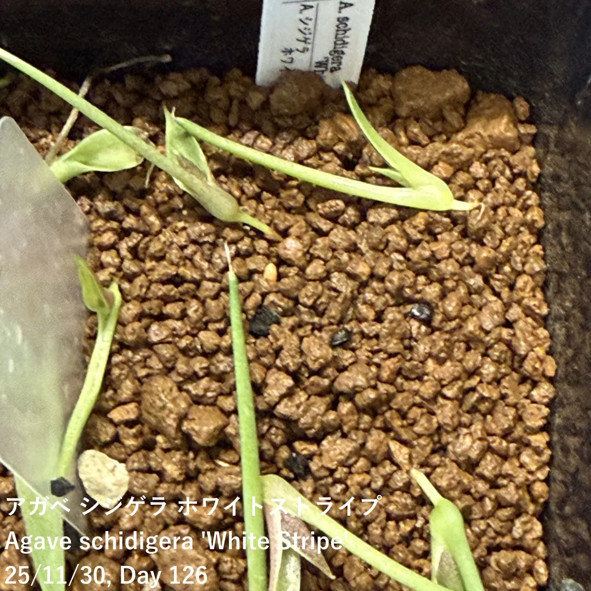 Agave schidigera White Stripe (アガベ シジゲラ ホワイトストライプ)