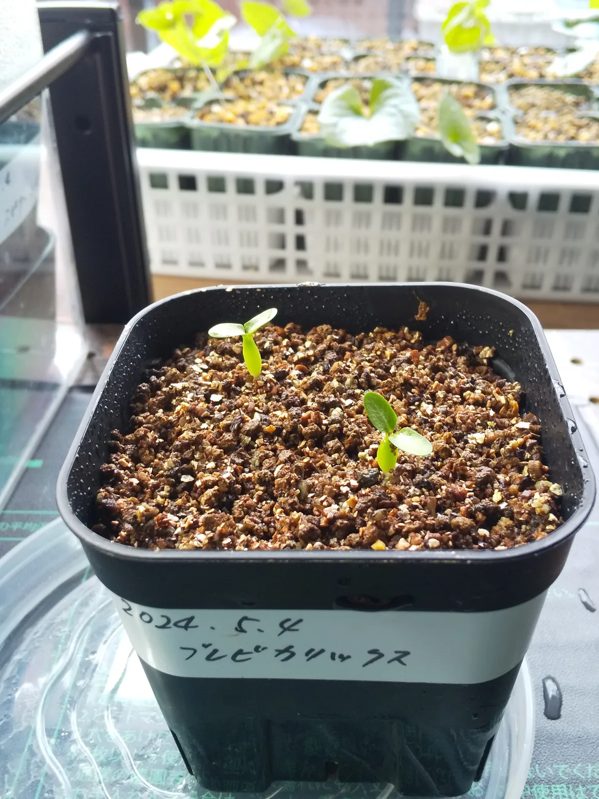 Pachypodium densiflorum var. brevicalyx (パキポディウム ブレビカリックス)