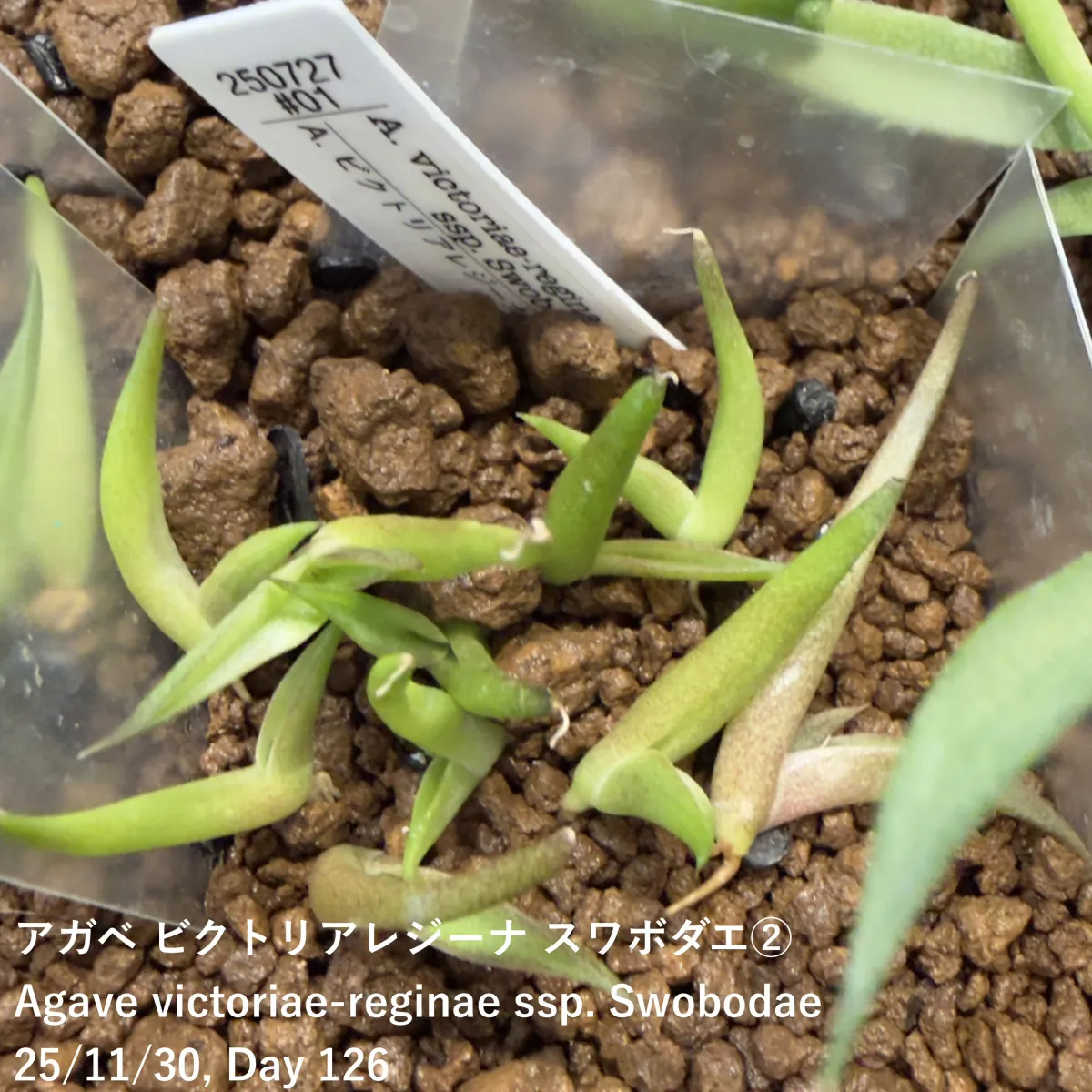 Agave victoriae-reginae ssp. swobodae swobodae (アガベ ビクトリアレジーナ スワボダエ)