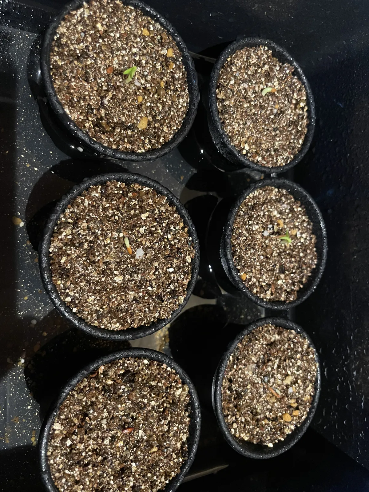 Pachypodium rosulatum var. gracilius (パキポディウム グラキリス)