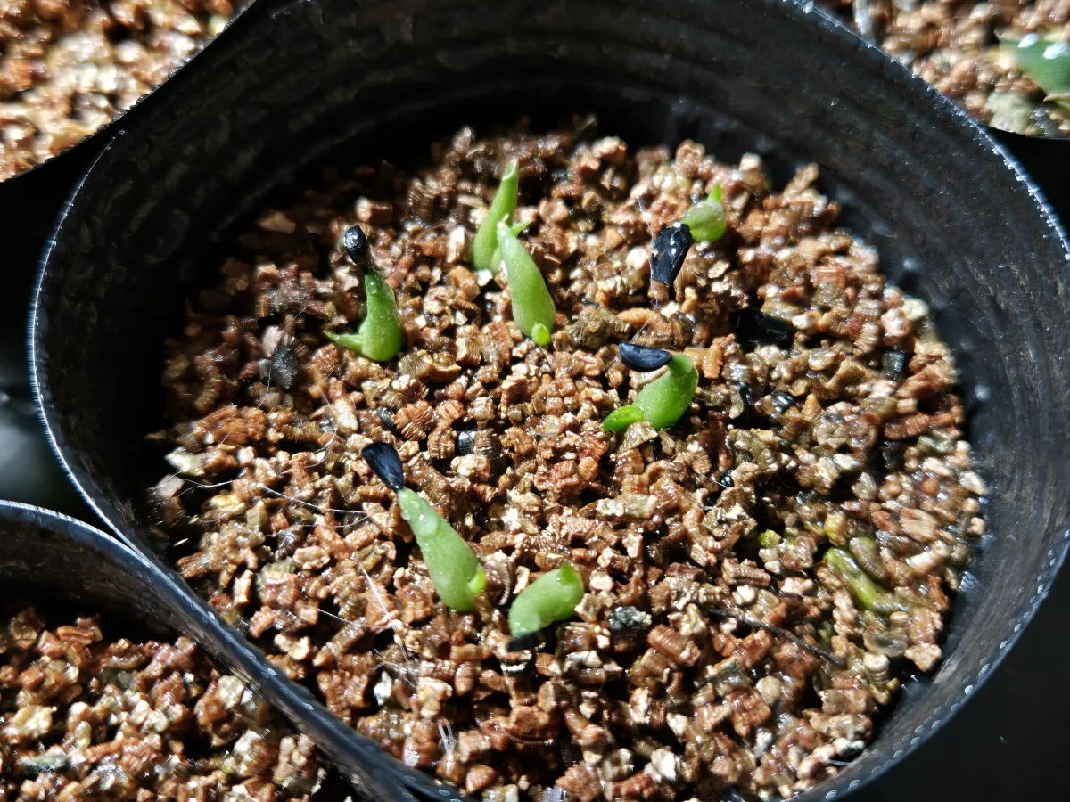 Agave victoriae-reginae (アガベ ビクトリアレジーナエ 笹の雪)