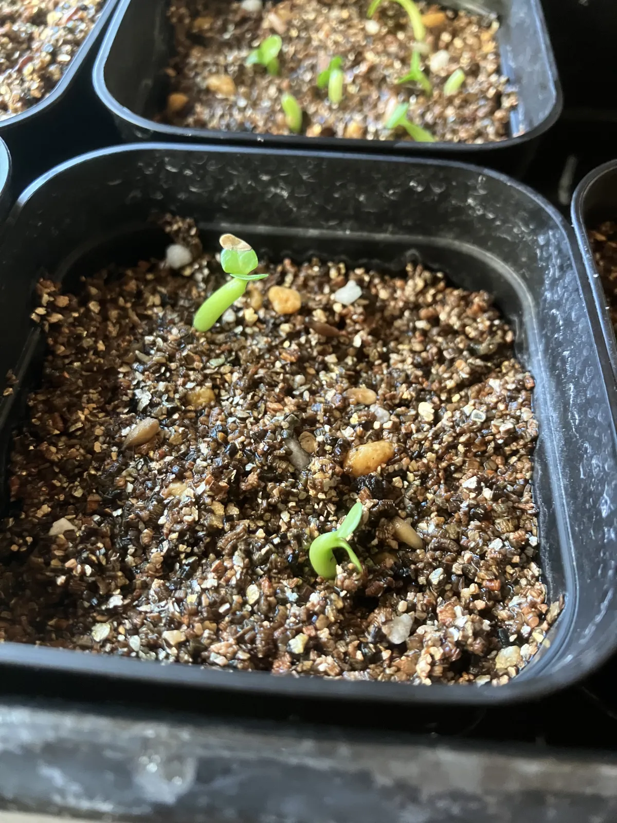 Pachypodium bispinosum (パキポディウム ビスピノーサム)