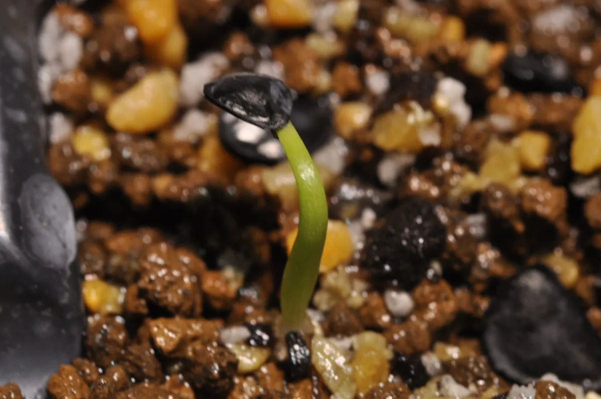 Agave ovatifolia (アガベ オバティフォリア)