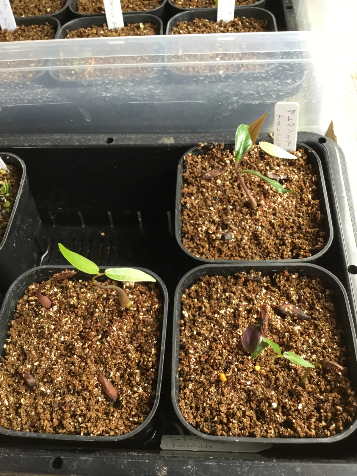 Petopentia natalensis (ペトペンチア ナタレンシス)