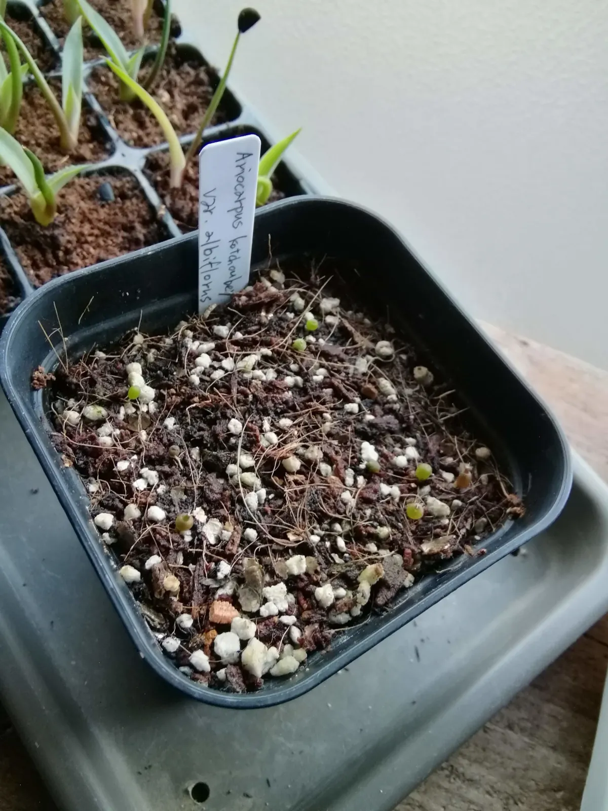 Ariocarpus kotschoubeyanus var. albiflorus (アリオカルプス 姫牡丹)