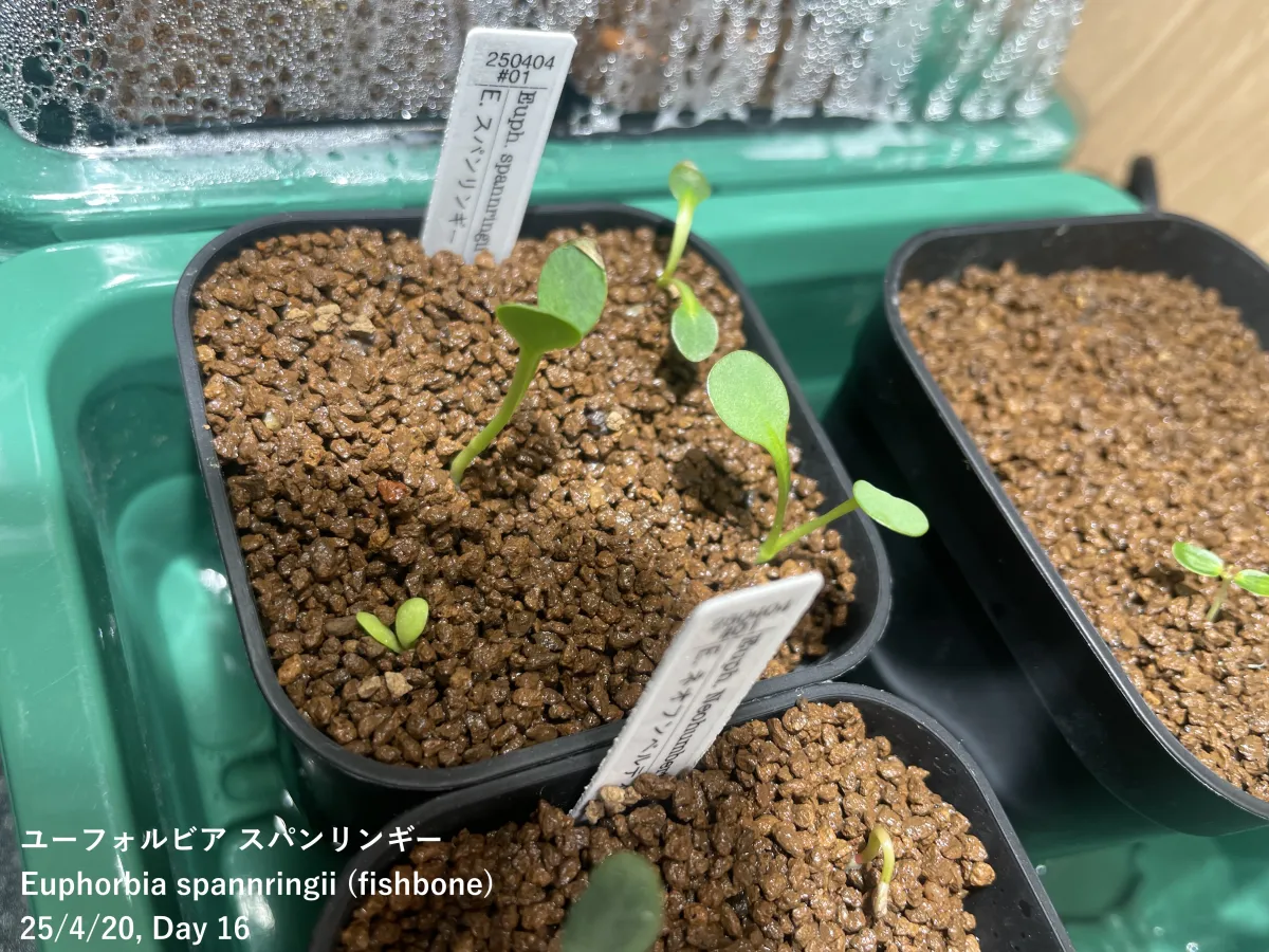 Euphorbia spannringii (ユーフォルビア スパンリンギー フィッシュボーン)